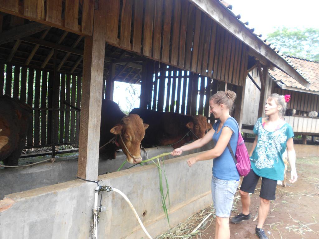 Ijen Bondowoso Home Stay Экстерьер фото